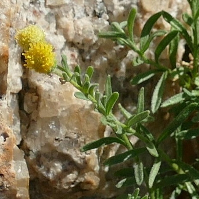 Nolletia gariepina photo 7