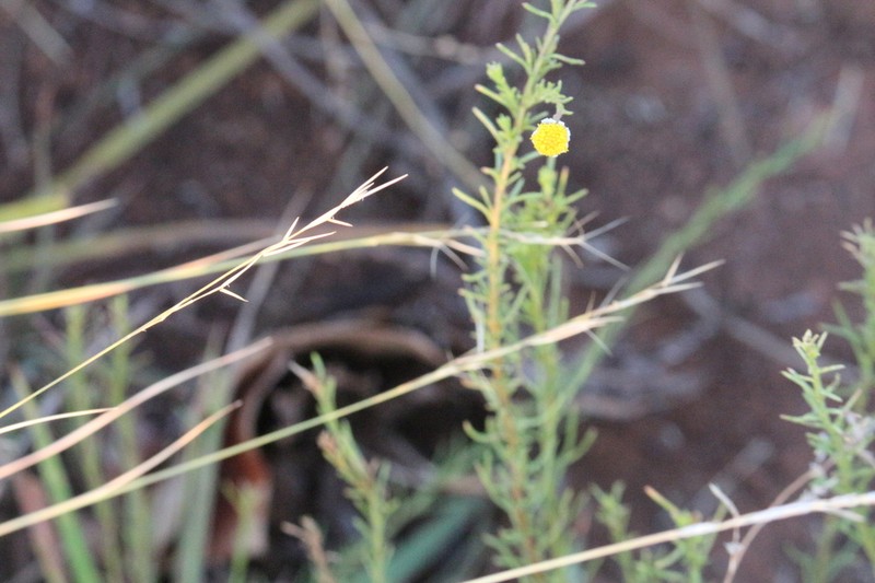 Nolletia jeanettae photo 2