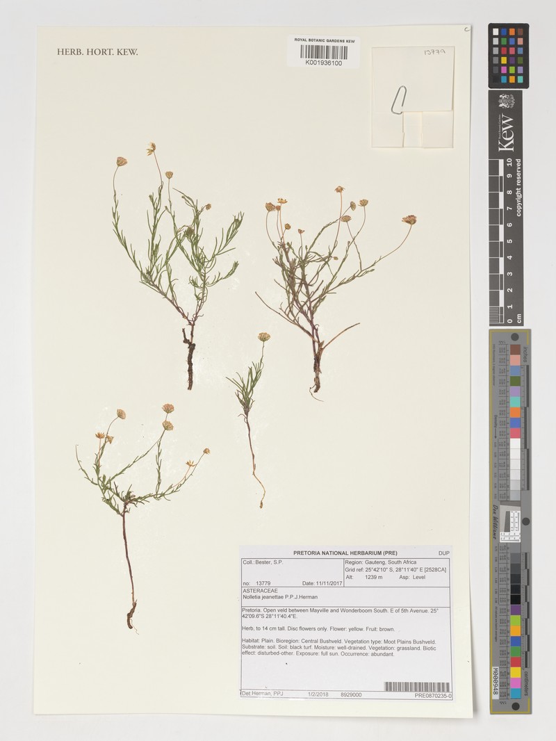 Nolletia jeanettae photo 6