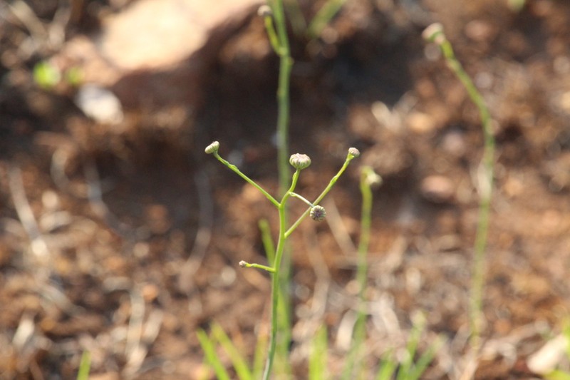 Nolletia rarifolia
