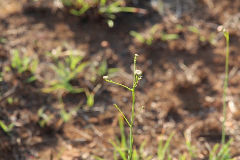 Nolletia rarifolia photo 2