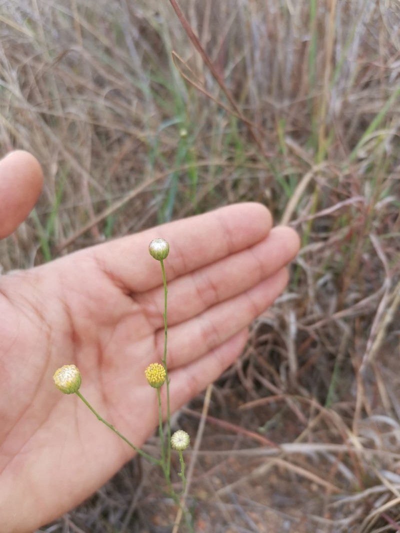 Nolletia rarifolia photo 3