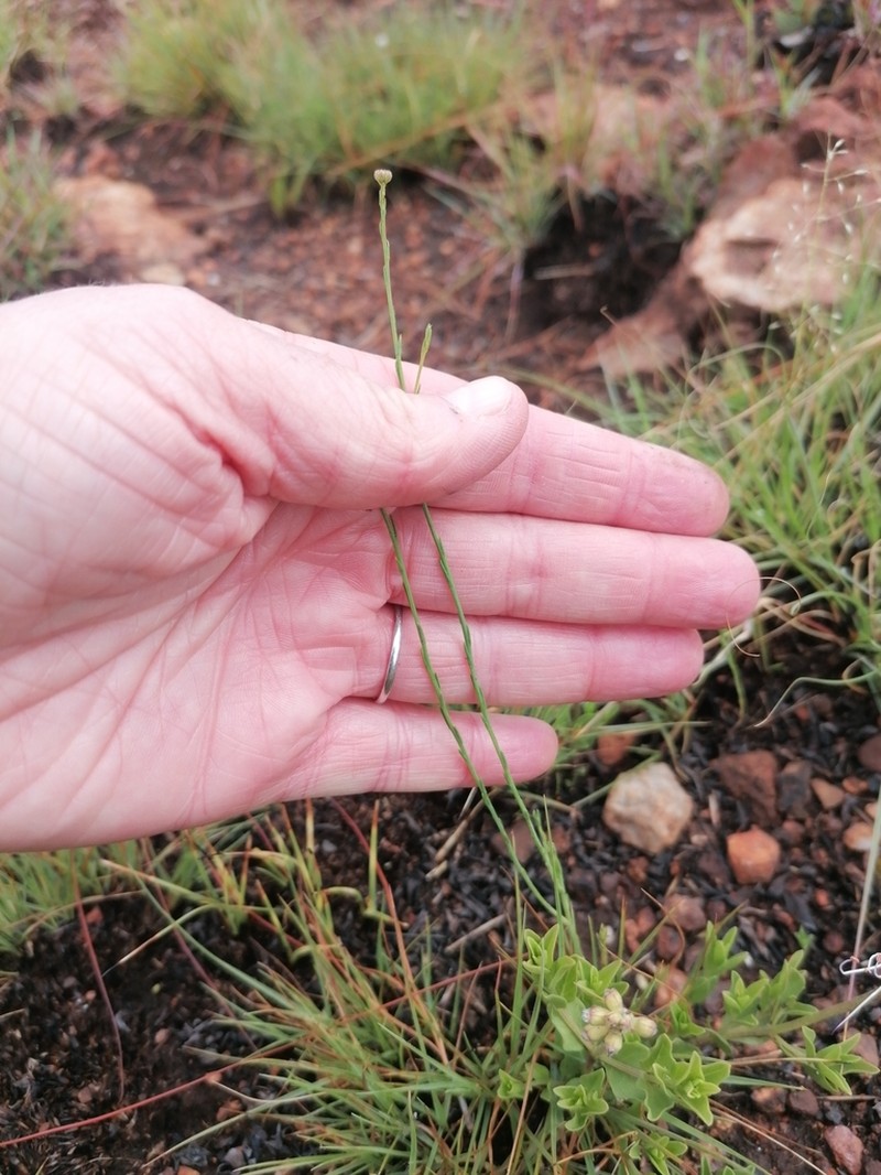 Nolletia rarifolia photo 4