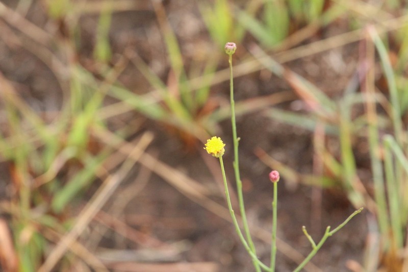 Nolletia rarifolia photo 5