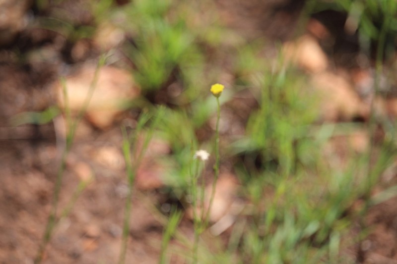 Nolletia rarifolia photo 6