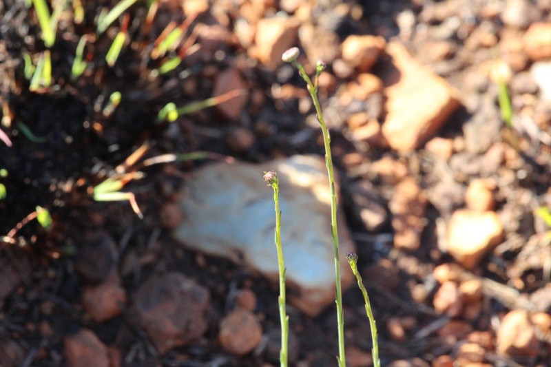 Nolletia rarifolia photo 7