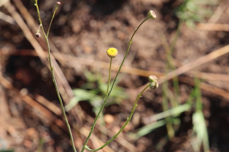 Nolletia rarifolia photo 8