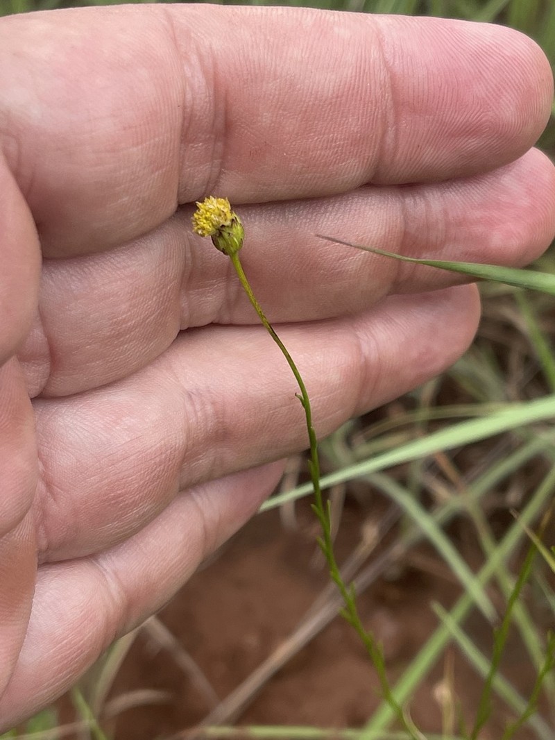 Nolletia ruderalis photo 2