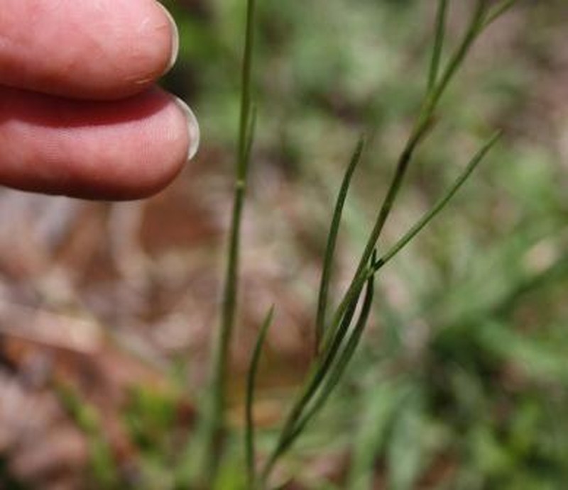 Nolletia ruderalis photo 4