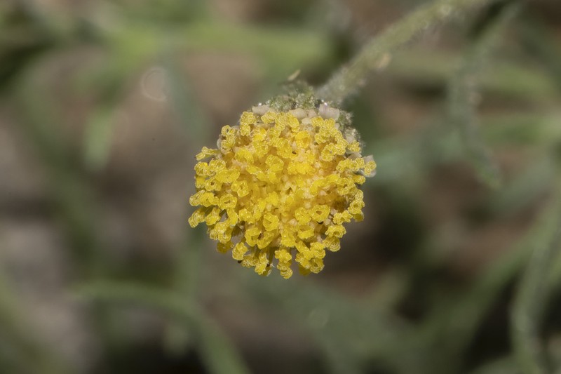 Nolletia tenuifolia