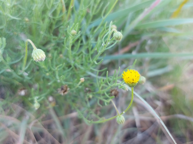 Nolletia tenuifolia photo 2