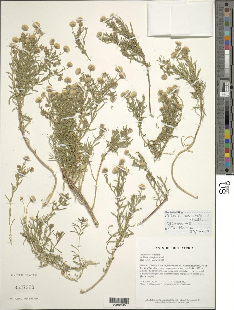 Nolletia tenuifolia photo 3