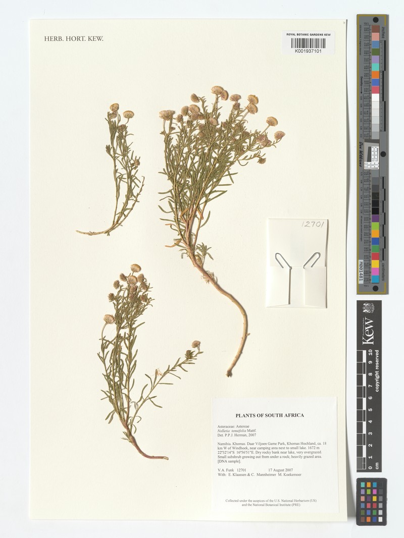 Nolletia tenuifolia photo 4