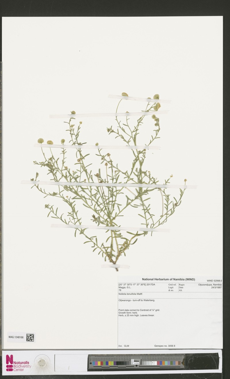 Nolletia tenuifolia photo 5