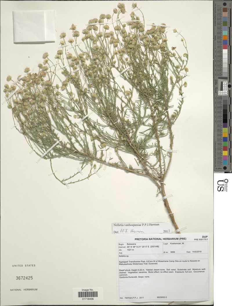 Nolletia vanhoepeniae
