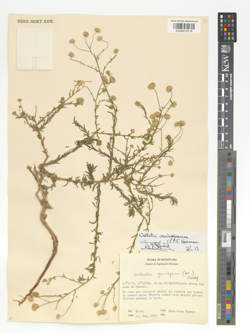 Nolletia vanhoepeniae photo 2