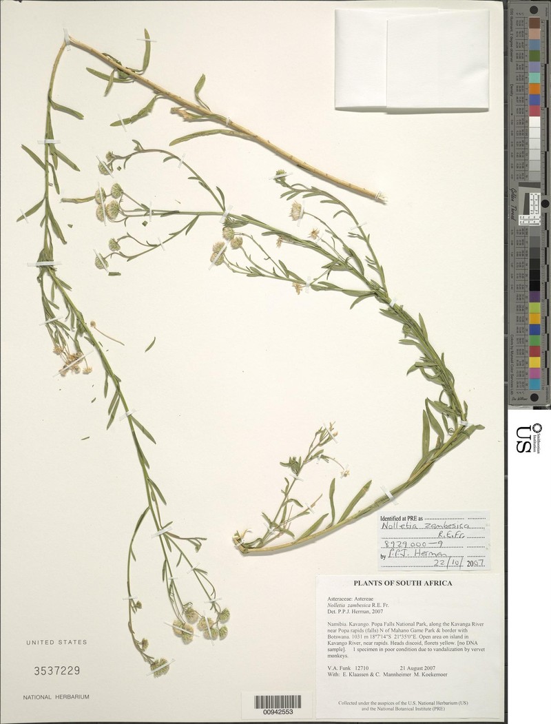 Nolletia zambesica