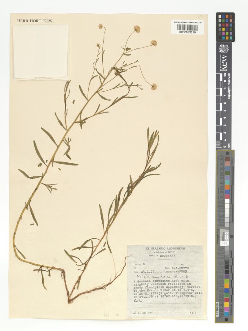 Nolletia zambesica photo 2
