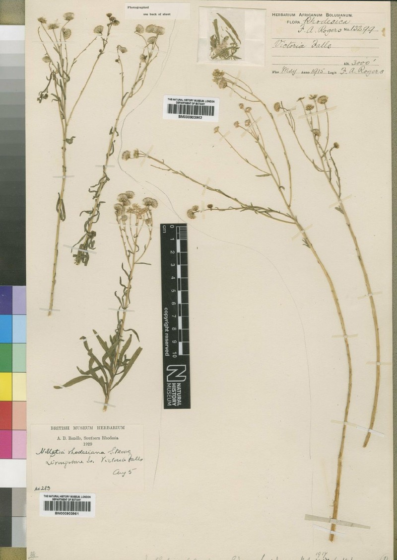 Nolletia zambesica photo 3