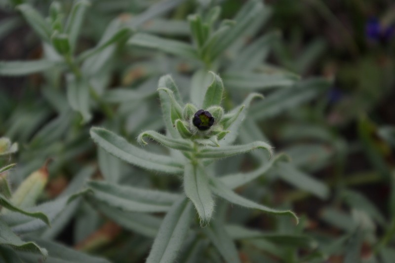 Nonea daghestanica