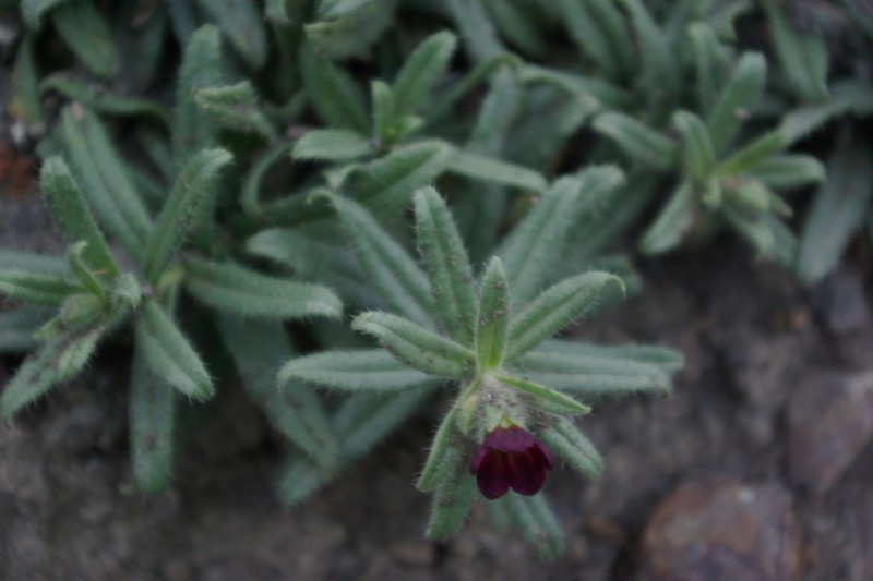 Nonea daghestanica photo 3