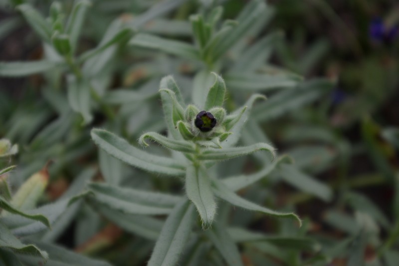 Nonea daghestanica photo 4