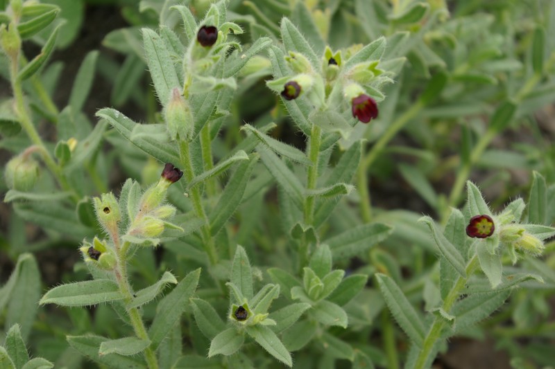 Nonea daghestanica photo 6