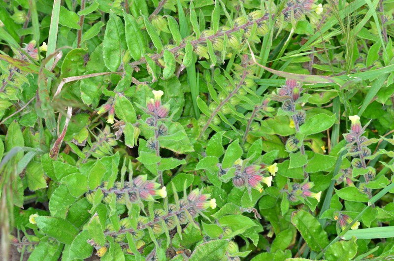 Yellow Monkswort photo 5