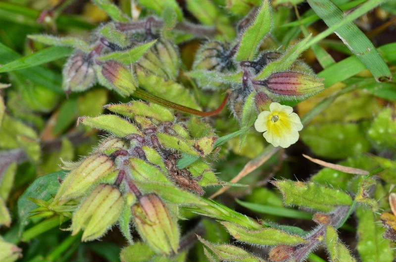 Yellow Monkswort photo 6
