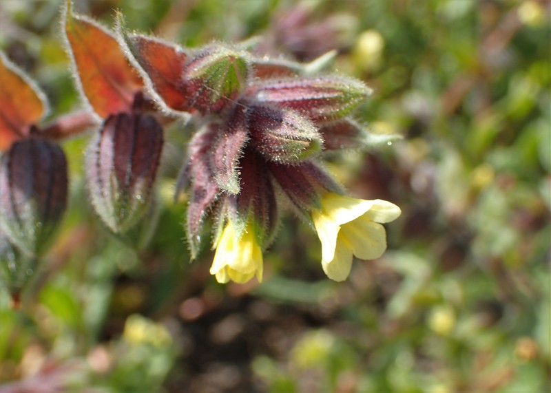 Yellow Monkswort photo 2