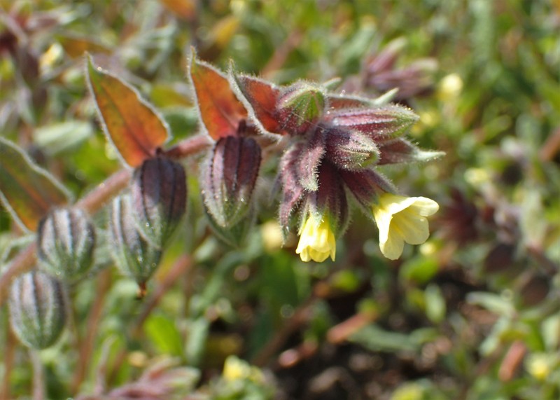 Yellow Monkswort photo 3