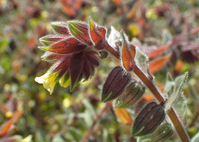 Yellow Monkswort photo 7