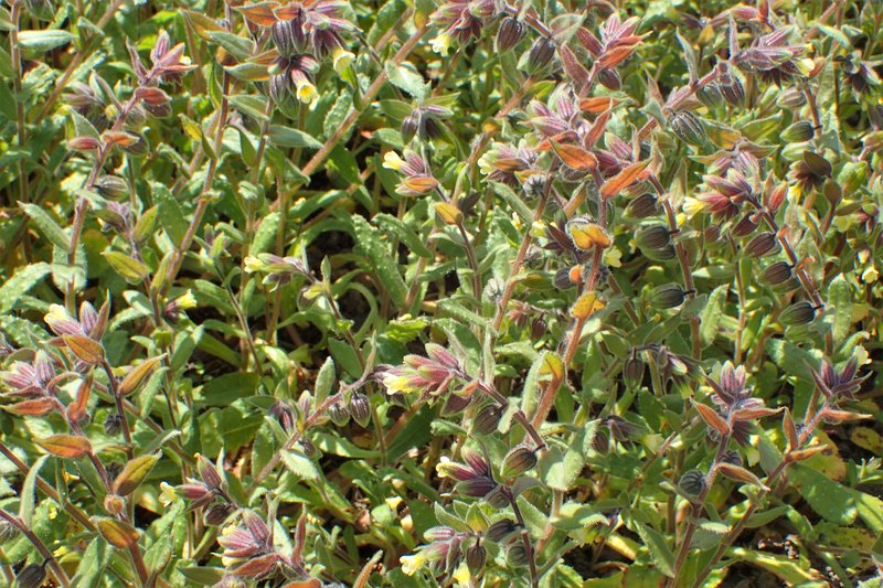 Yellow Monkswort photo 8