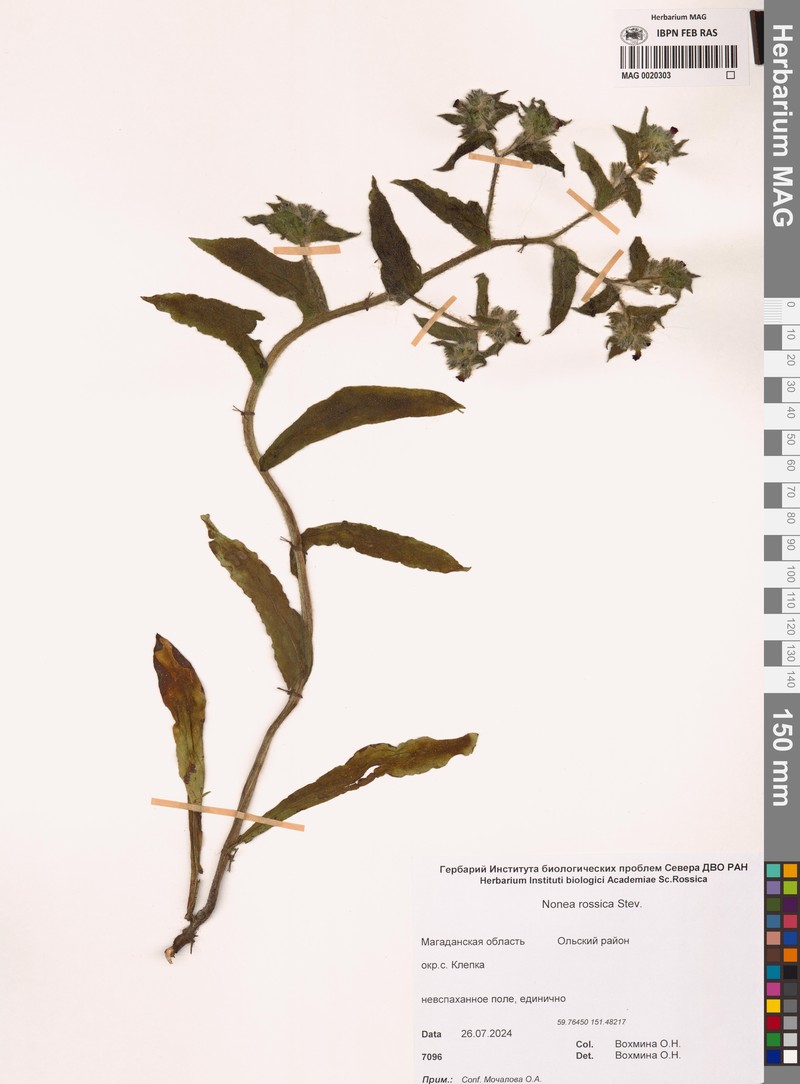 Nonea pulla subsp. pulla