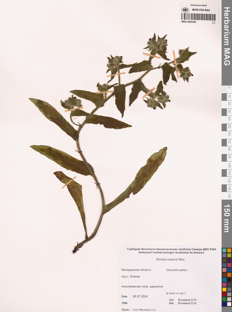 Nonea pulla subsp. pulla photo 2