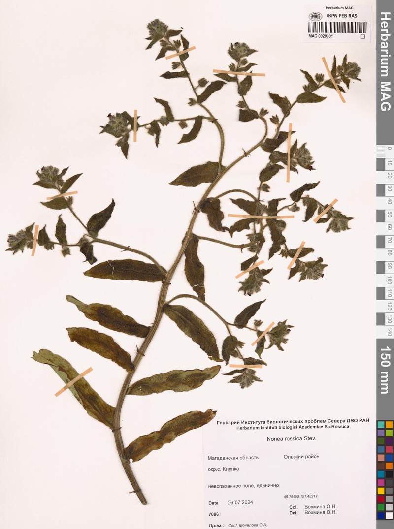 Nonea pulla subsp. pulla photo 3