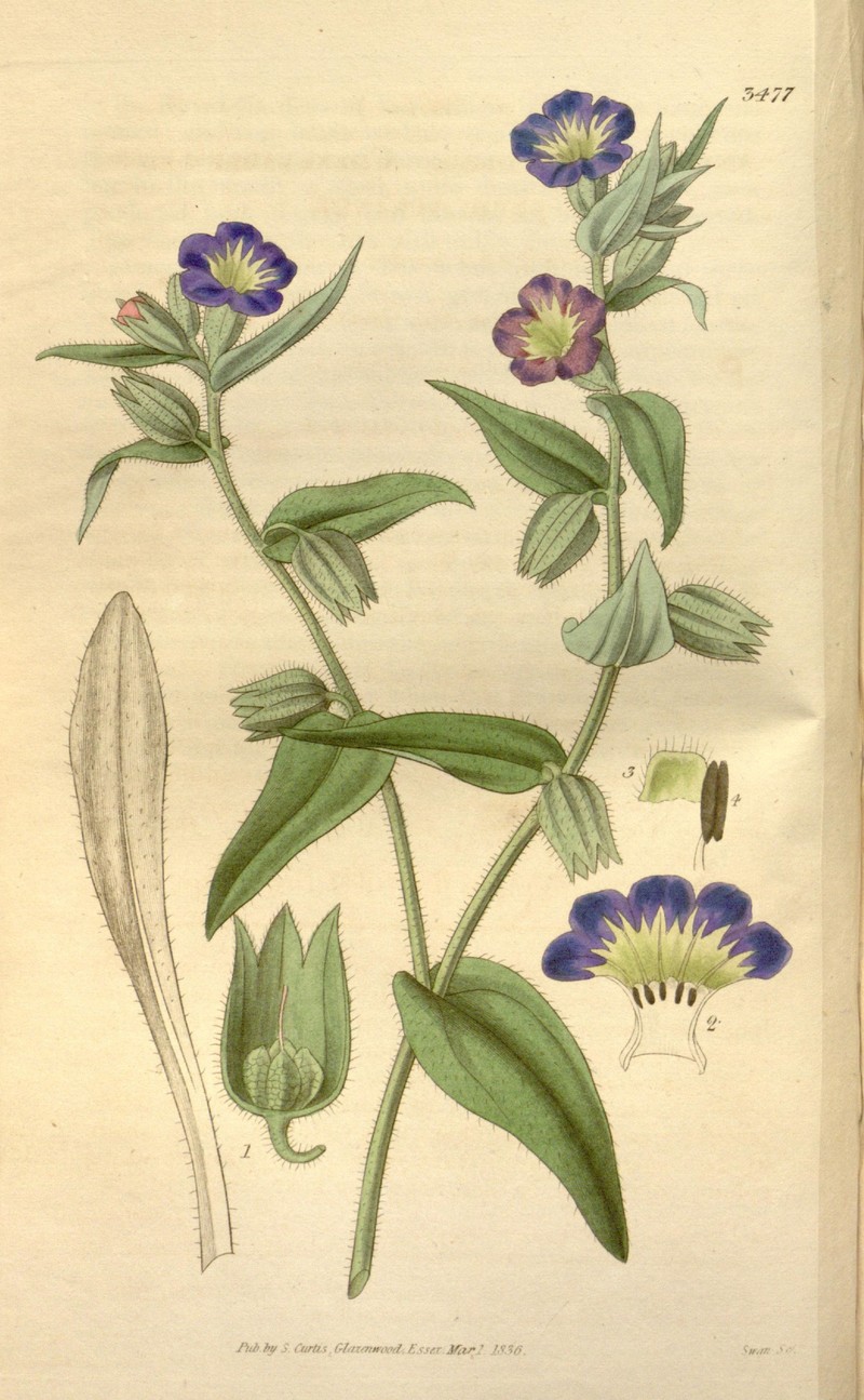 Monkswort photo 4