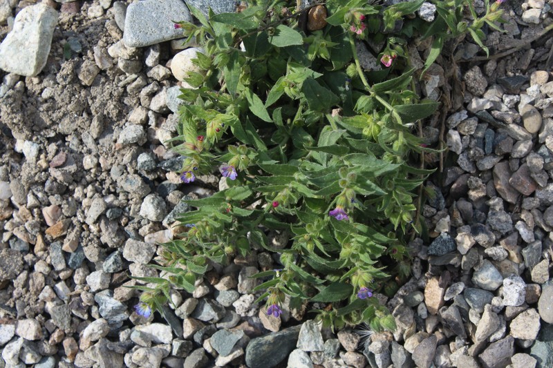 Monkswort photo 5