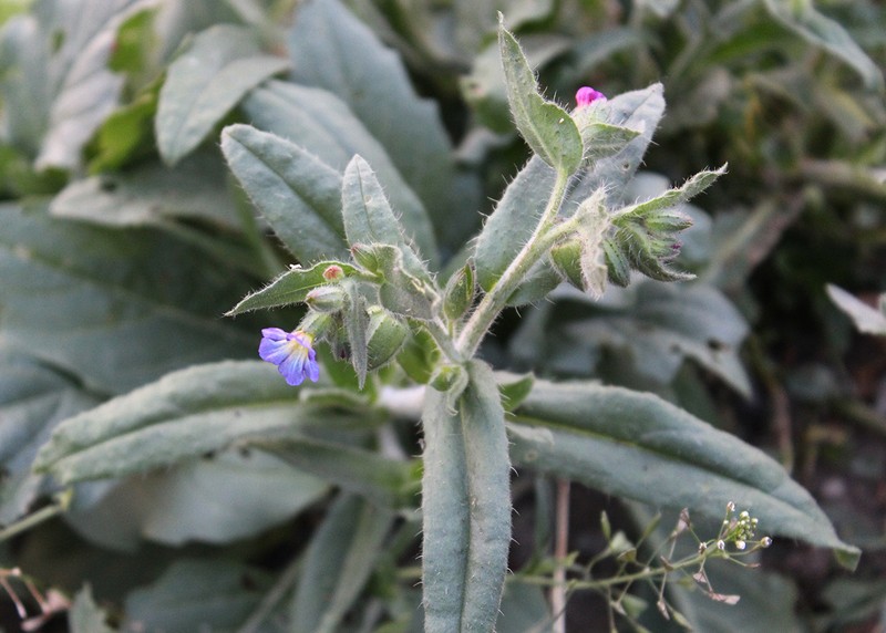 Monkswort photo 2