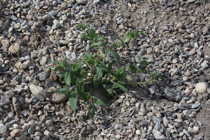 Monkswort photo 3