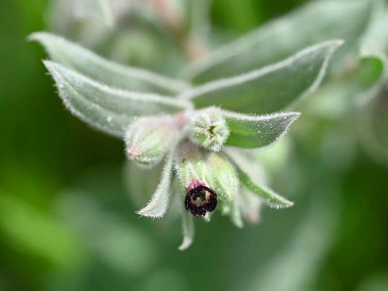 Red Monkswort photo 4