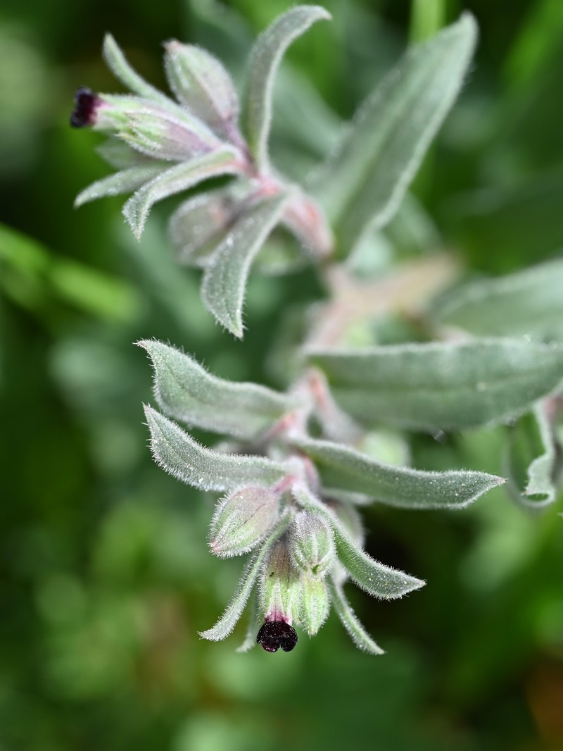 Red Monkswort photo 5