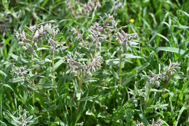 Red Monkswort photo 2