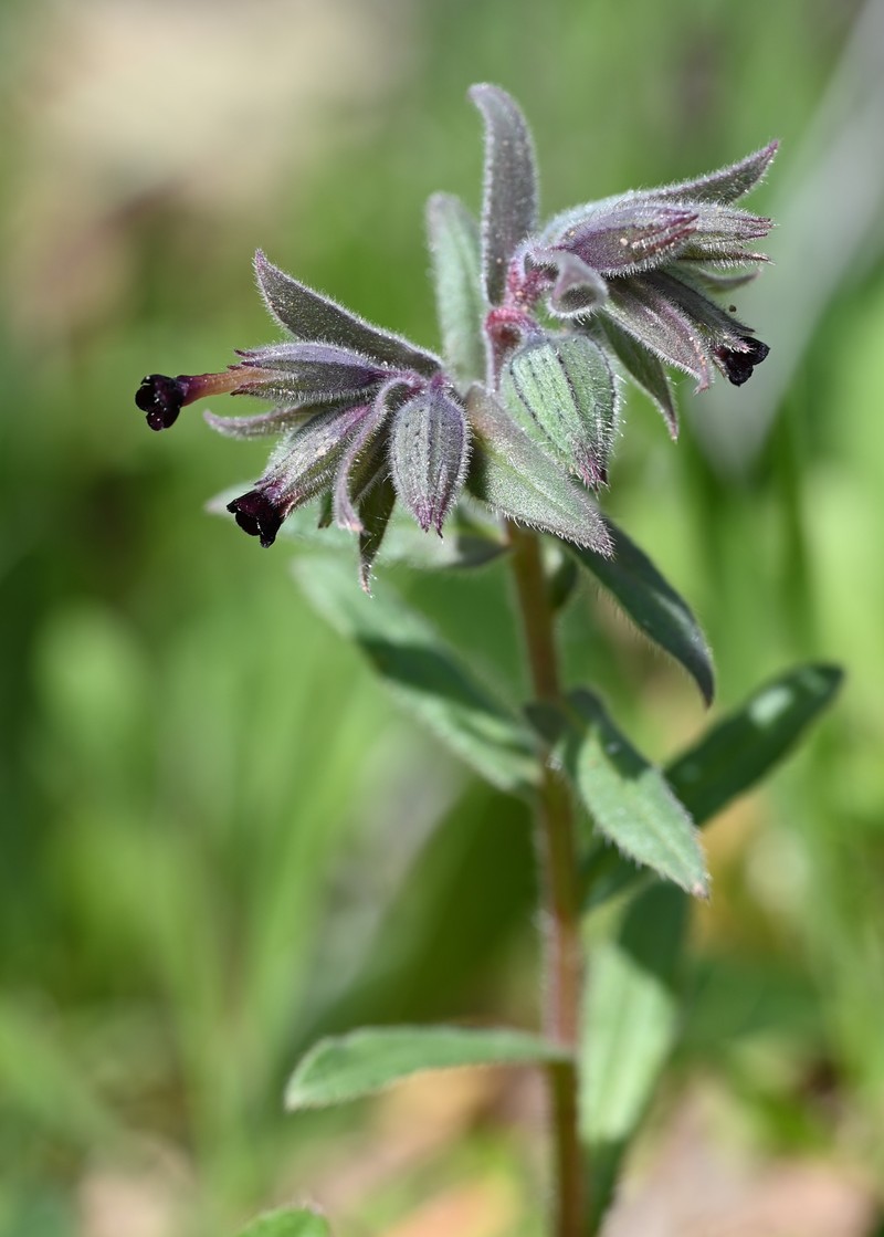 Red Monkswort photo 3