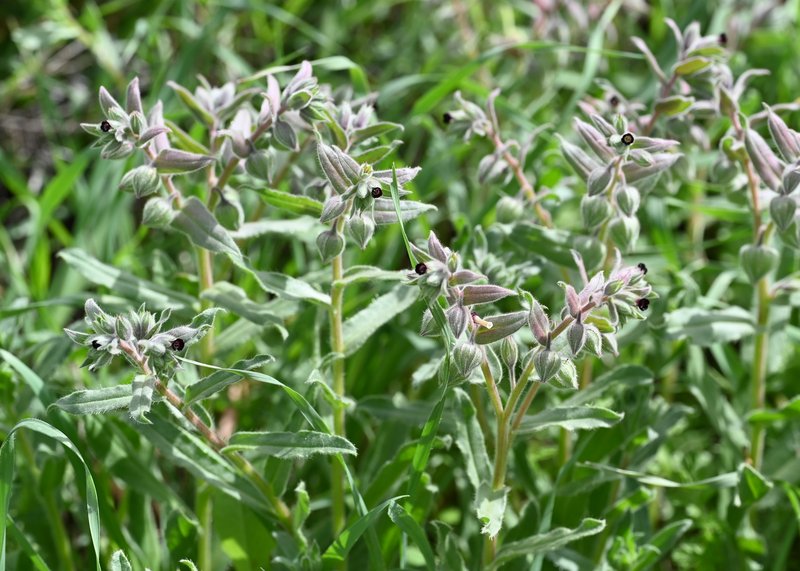 Red Monkswort photo 6