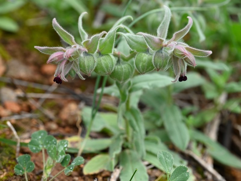 Red Monkswort photo 7