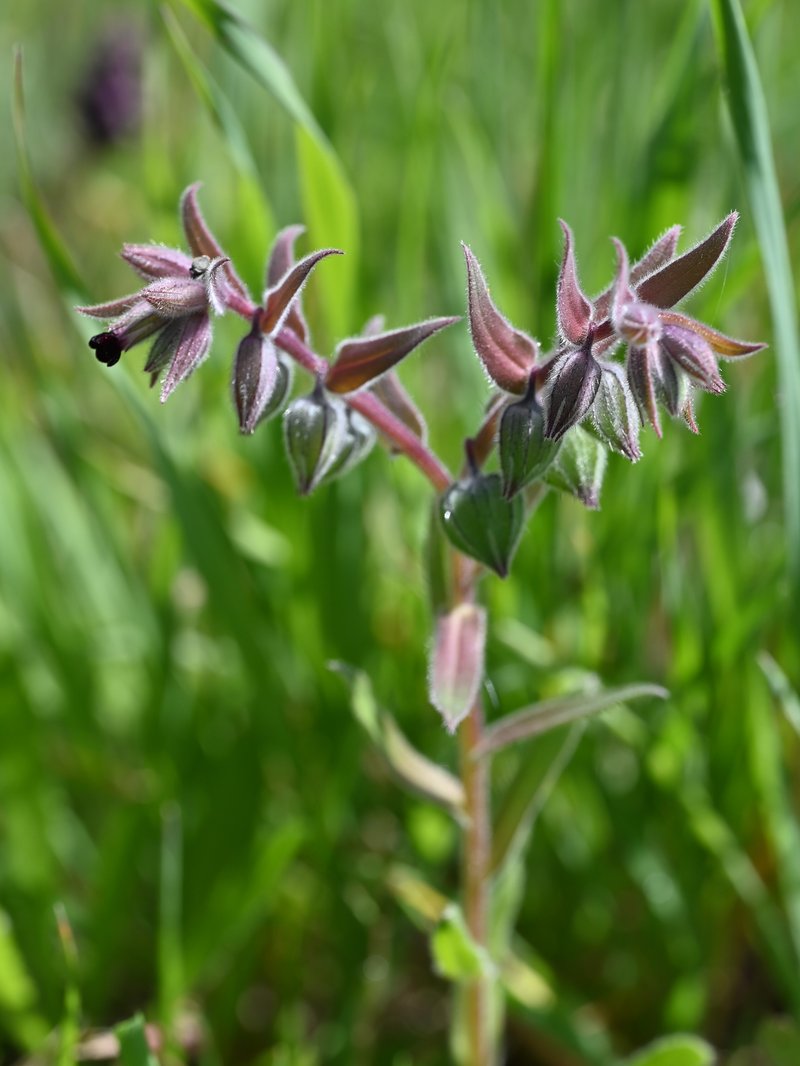 Red Monkswort photo 8