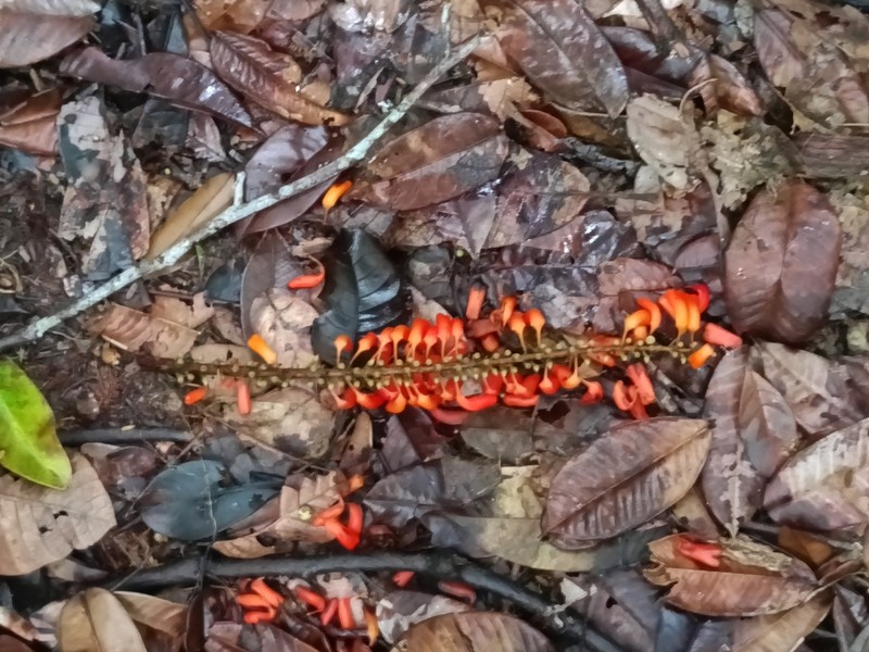 Norantea guianensis subsp. guianensis photo 2
