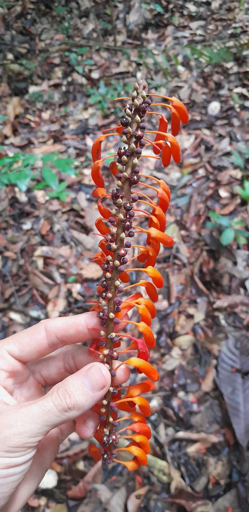 Norantea guianensis subsp. guianensis photo 4