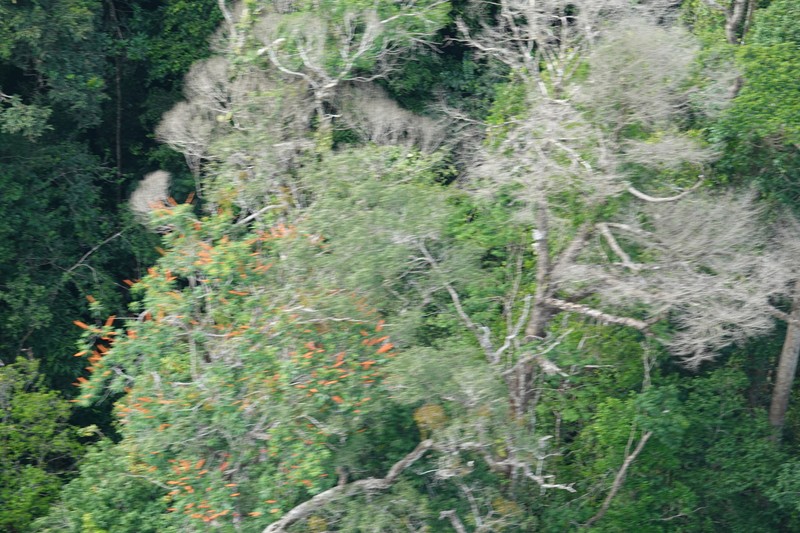 Norantea guianensis subsp. guianensis photo 5